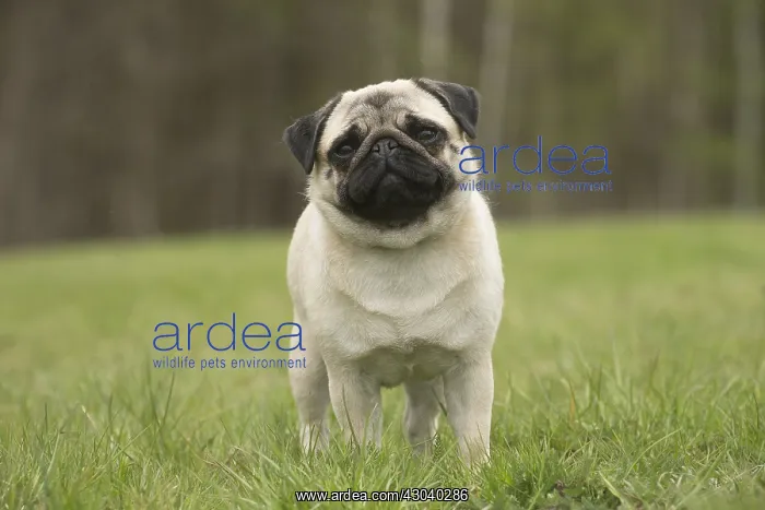  : Pug dog outdoors