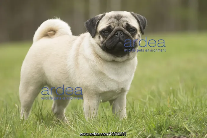  : Pug dog outdoors