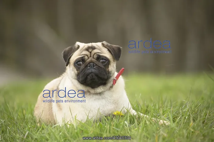  : Pug dog outdoors