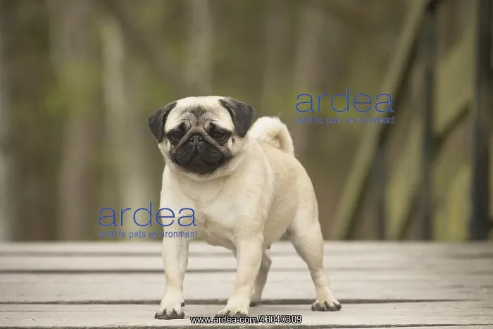  : Pug dog outdoors
