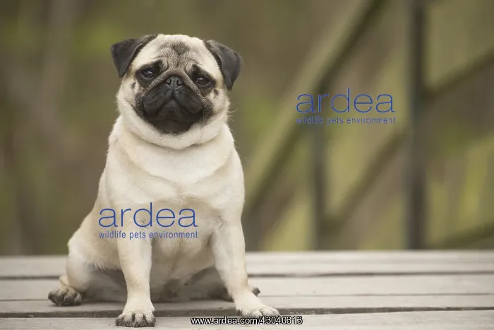  : Pug dog outdoors