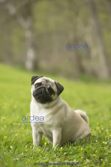  : Pug dog outdoors