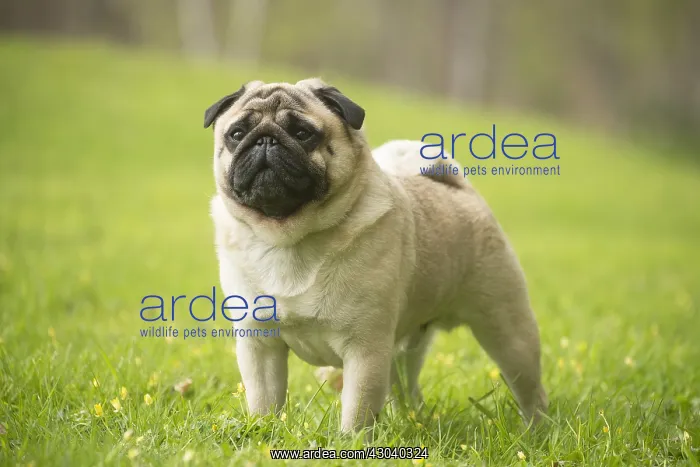  : Pug dog outdoors
