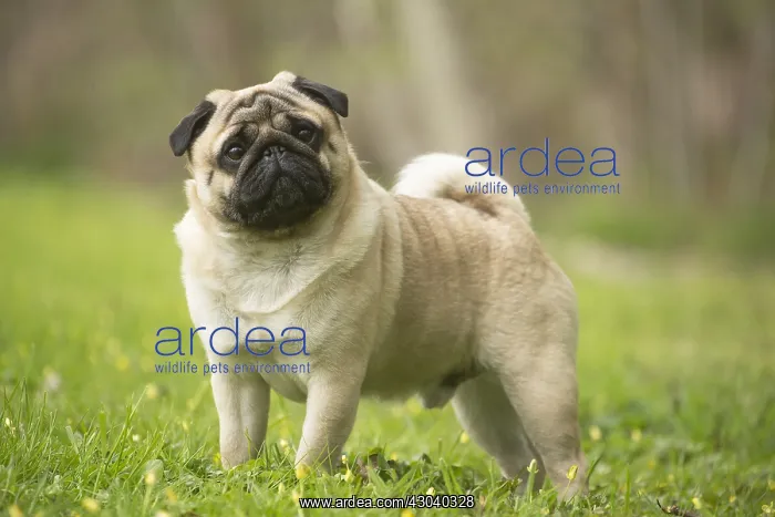  : Pug dog outdoors