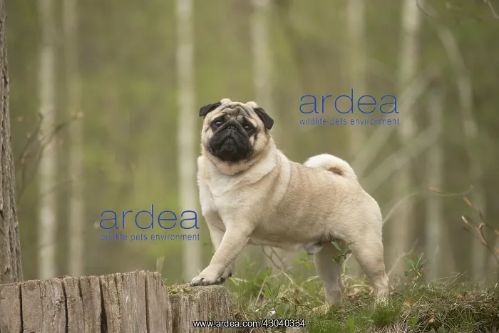  : Pug dog outdoors