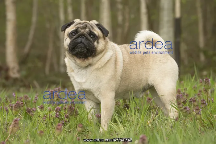  : Pug dog outdoors