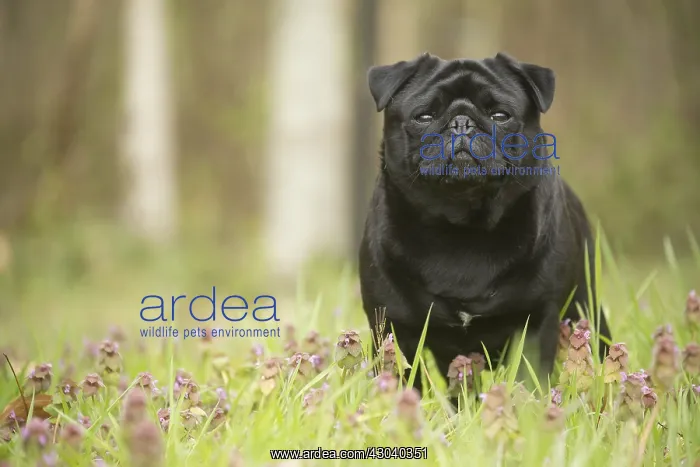  : Pug dog outdoors
