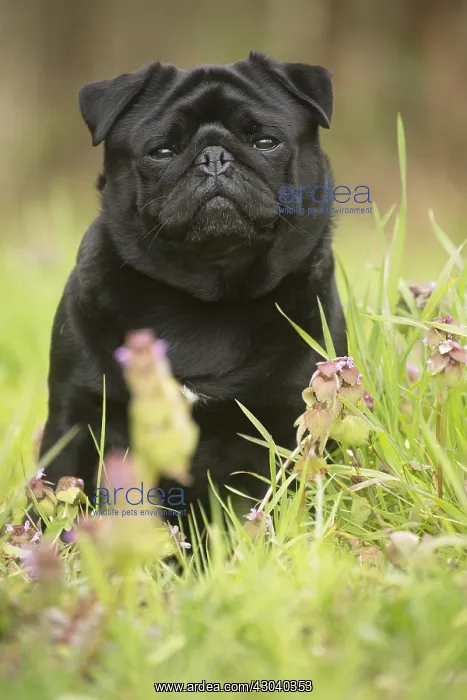  : Pug dog outdoors