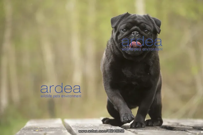  : Pug dog outdoors