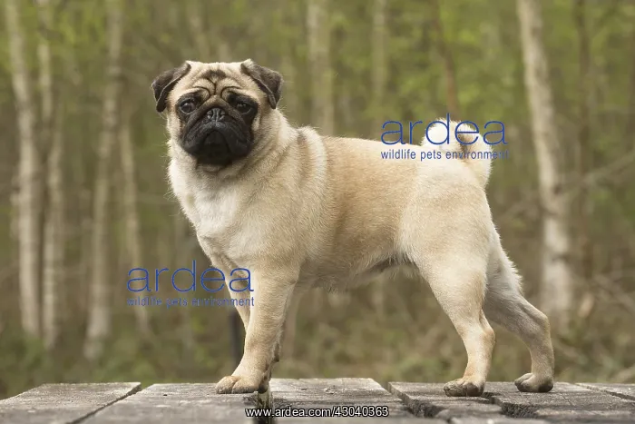  : Pug dog outdoors