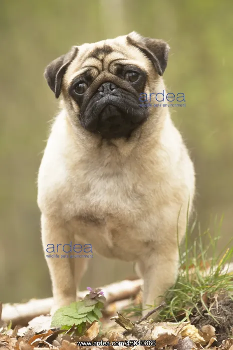  : Pug dog outdoors