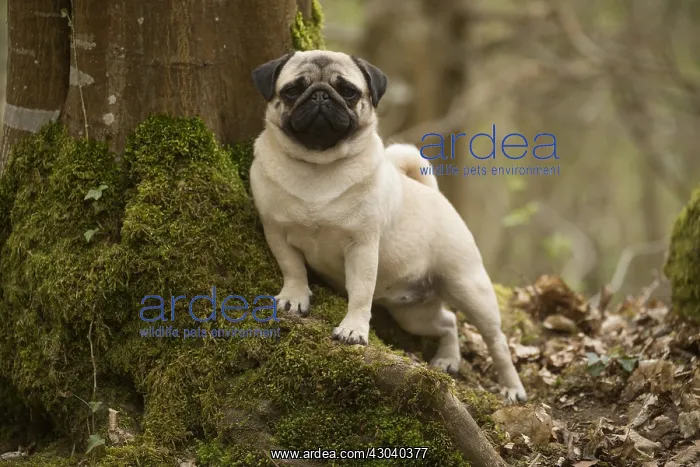  : Pug dog outdoors