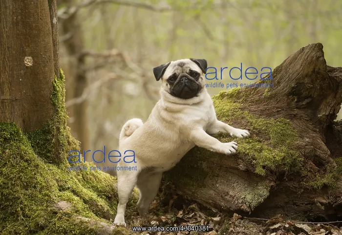  : Pug dog outdoors
