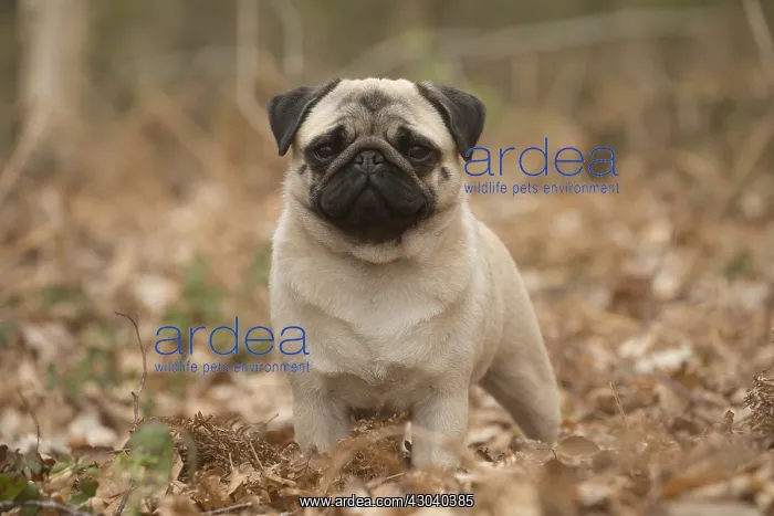  : Pug dog outdoors