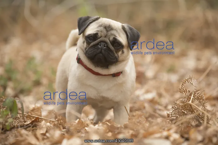  : Pug dog outdoors