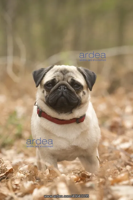  : Pug dog outdoors