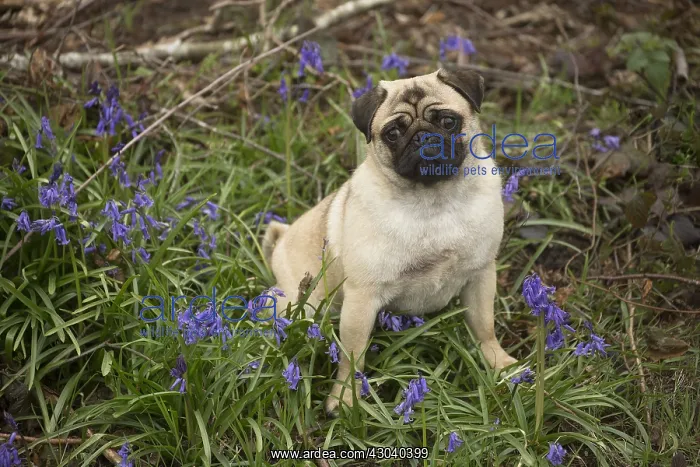  : Pug dog outdoors