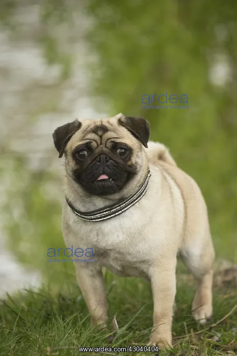  : Pug dog outdoors
