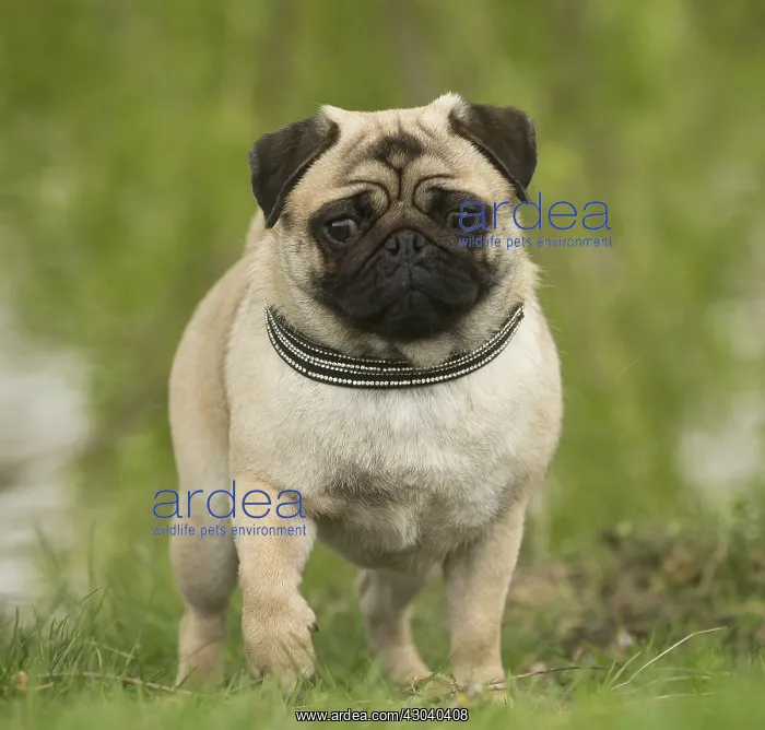  : Pug dog outdoors