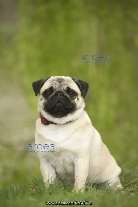  : Pug dog outdoors
