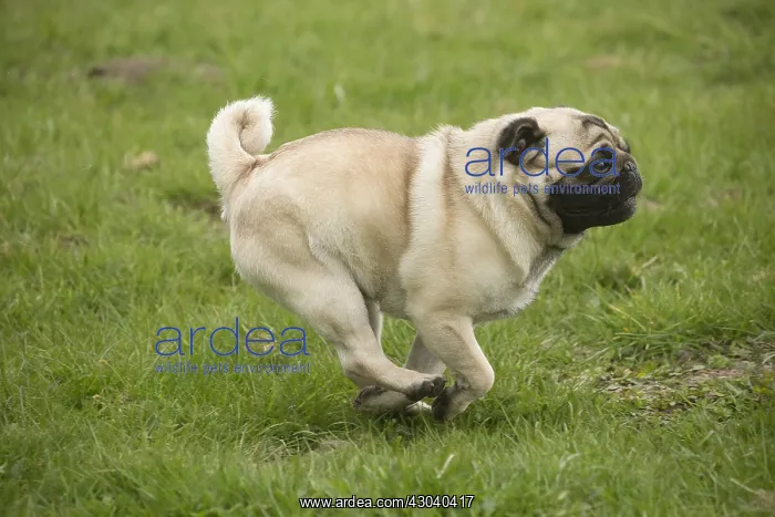  : Pug dog outdoors