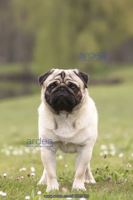  : Pug dog outdoors