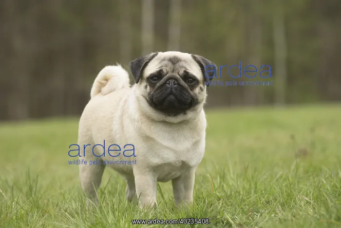  : Pug dog outdoors
