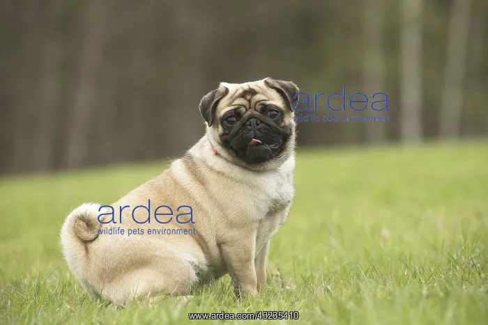  : Pug dog outdoors
