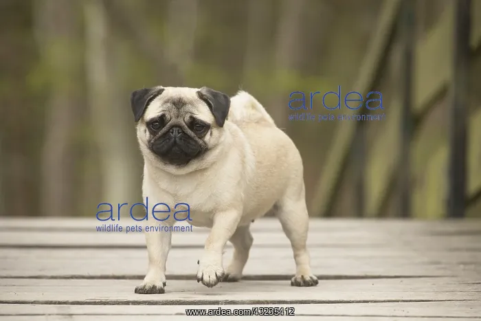  : Pug dog outdoors