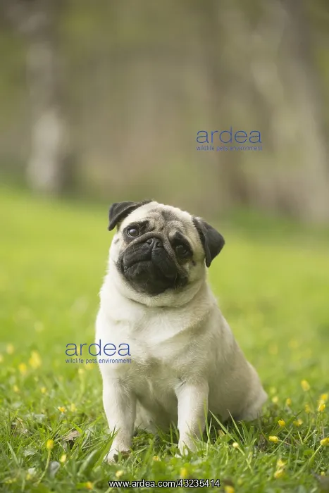  : Pug dog outdoors