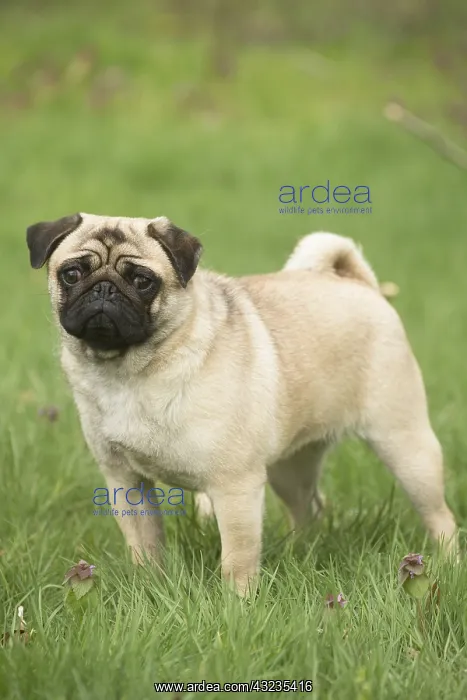  : Pug dog outdoors