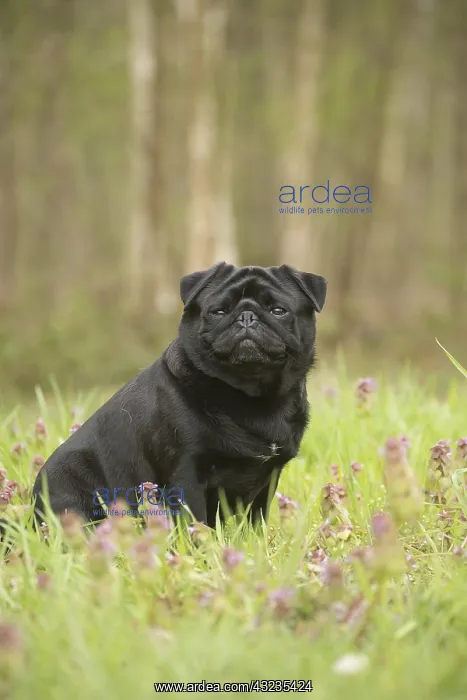  : Pug dog outdoors
