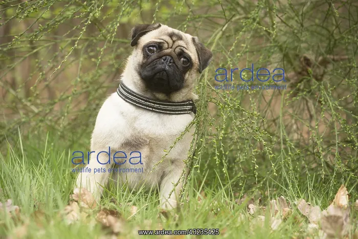  : Pug dog outdoors