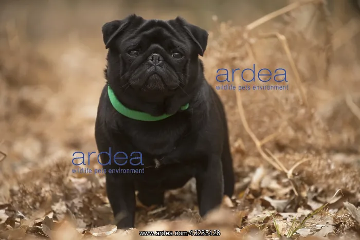  : Pug dog outdoors
