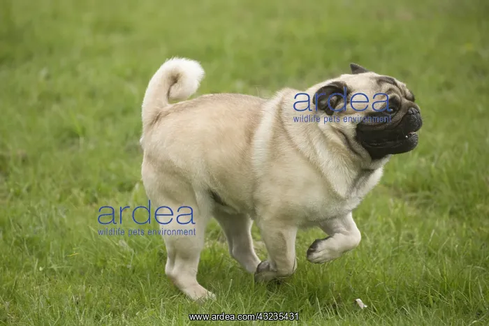  : Pug dog outdoors