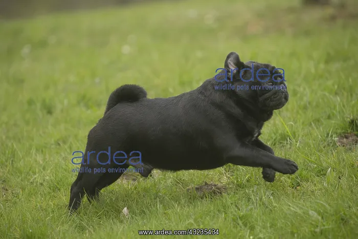  : Pug dog outdoors