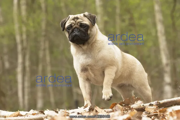  : Pug dog outdoors