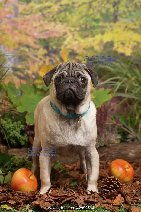 : Pug dog outdoors in Autumn : Pug dog outdoors in Autumn