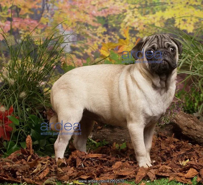 : Pug dog outdoors in Autumn : Pug dog outdoors in Autumn