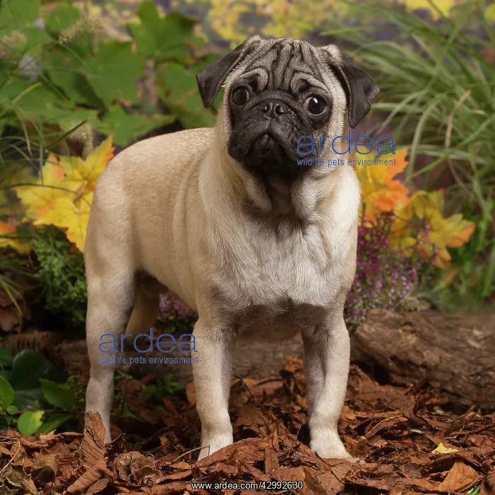 : Pug dog outdoors in Autumn : Pug dog outdoors in Autumn