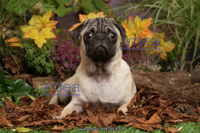 : Pug dog outdoors in Autumn : Pug dog outdoors in Autumn
