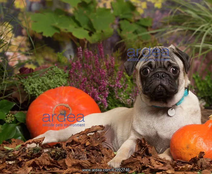 : Pug dog outdoors in Autumn : Pug dog outdoors in Autumn