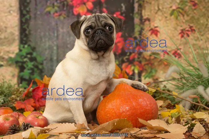 : Pug dog outdoors in autumn : Pug dog outdoors in autumn
