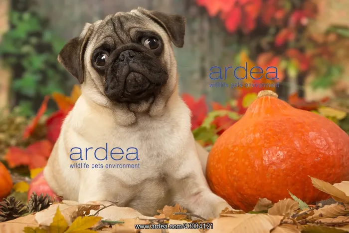 : Pug dog outdoors in autumn : Pug dog outdoors in autumn