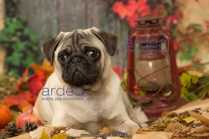  : Pug dog outdoors in autumn