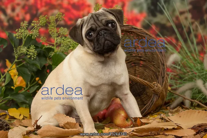  : Pug dog outdoors in autumn