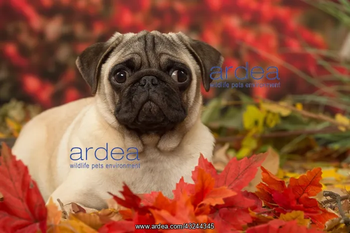  : Pug dog outdoors in autumn