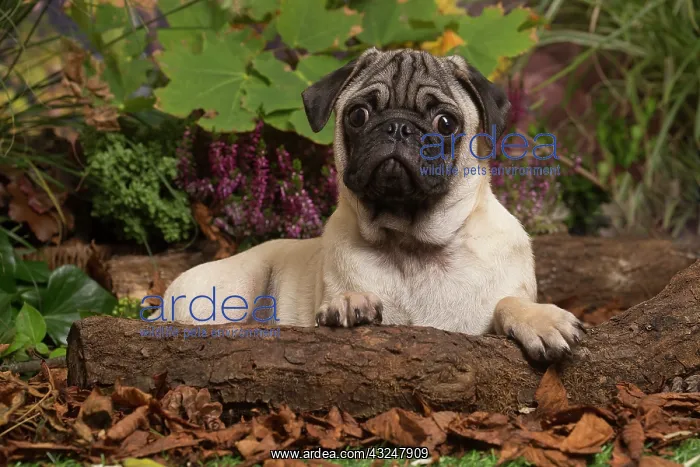 : Pug dog outdoors in Autumn : Pug dog outdoors in Autumn