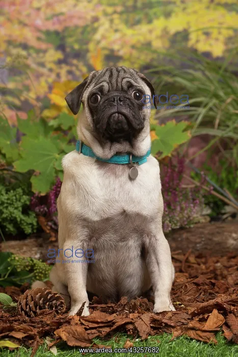 : Pug dog outdoors in Autumn : Pug dog outdoors in Autumn