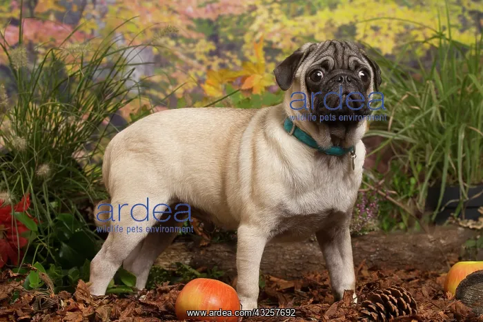 : Pug dog outdoors in Autumn : Pug dog outdoors in Autumn